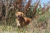 GOLDEN RETRIEVER 098